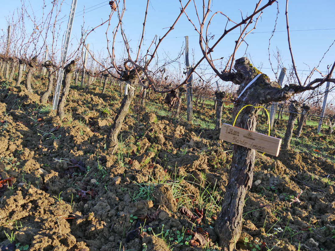 Виноградник на урожай